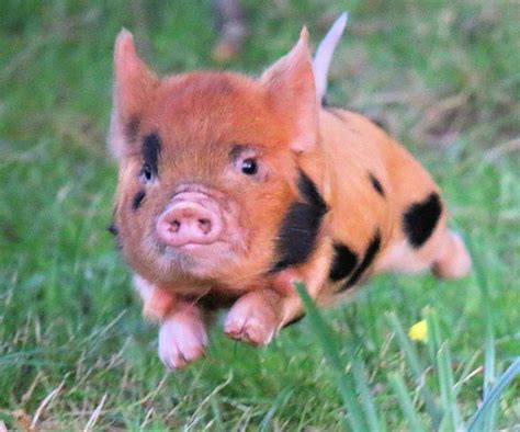 Kunekune Schweine: A Hardy Homestead Rasse - auf dem Land | Cute baby ...