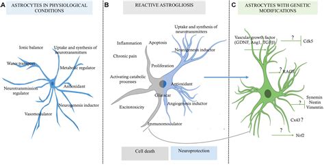 Frontiers | The Role of Astrocytes in Neuroprotection after Brain ...