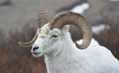 Dall Sheep in Denali National Park and Preserve | Travel, Photography, and Other Fun Adventures