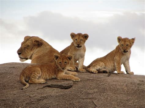 Lion Cubs Photos, Download The BEST Free Lion Cubs Stock Photos & HD Images