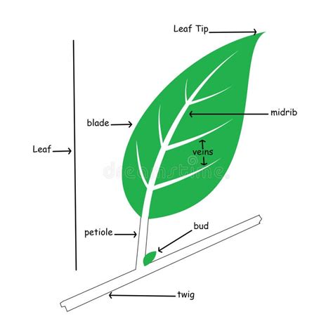 Basic Illustration Of Simple Leaf Anatomy Stock Illustration - Image: 51376912