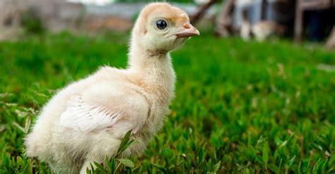 What’s a Baby Turkey Called & 4 More Amazing Facts! - A-Z Animals