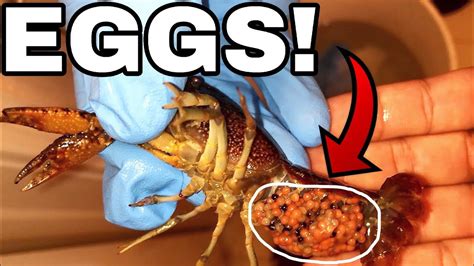 HATCHING Crawfish Lobster EGGS in Home AQUARIUM! - YouTube