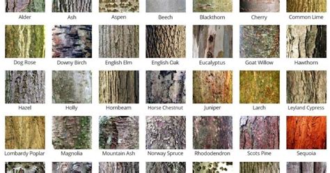 A whole lot of bark about Bark. | Tree bark identification, Trees to plant, Tree leaf identification