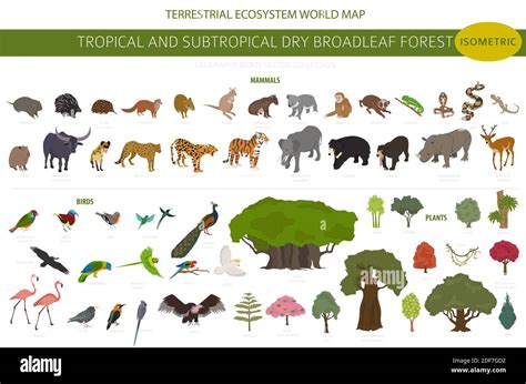 Tropical and subtropical dry broadleaf forest biome, natural region infographic. Seasonal ...