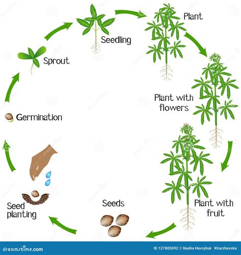 Ciclo Di Una Crescita Di Pianta Della Cannabis Isolato Su Fondo Bianco Illustrazione Vettoriale ...