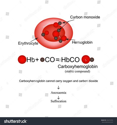 Carbohemoglobina. Uniéndose al monóxido de carbono: vector de stock (libre de regalías) 354372725