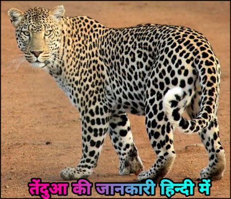 तेंदुआ के बारे जानकारी – Facts About Leopard In Hindi – Hindi7facts