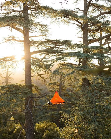 Good morning. Sunrise behind the portaledge in the atlas mountain cedar forests Morocco. Cedar ...