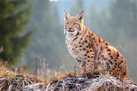 Eurasian Lynx - Wildlife Explained