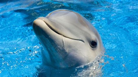 Cute Baby Dolphins Wallpapers - Top Free Cute Baby Dolphins Backgrounds - WallpaperAccess