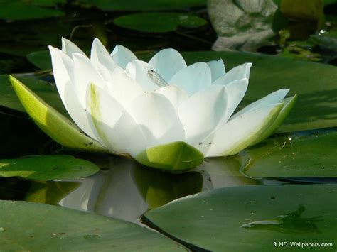 🔥 [44+] Lotus Wallpapers HD | WallpaperSafari