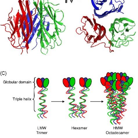 Adiponectin and resistin structure. (A) Domain organisation of the... | Download Scientific Diagram