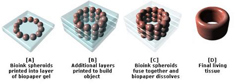 Tales of a 3D Printer: Organovo and Bioprinting