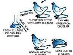 AQA GCSE History: Health & the People - Pasteur Chicken Cholera Cartoon | Teaching Resources