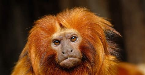 10 Incredible Golden Lion Tamarin Facts - Wiki Point