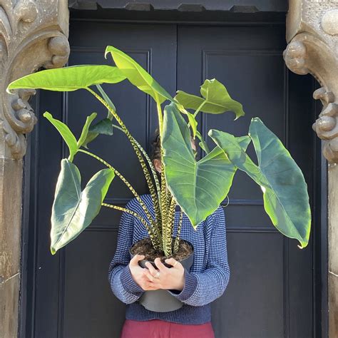 Alocasia zebrina (27cm pot) - grow urban.