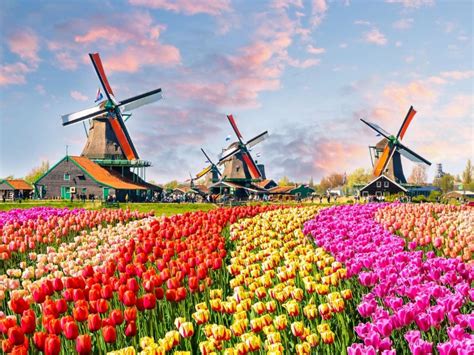 Tulips in Amsterdam & Keukenhof - Context Travel