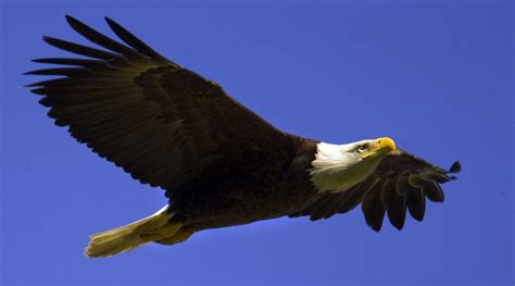 American Bald Eagle Wallpaper - WallpaperSafari