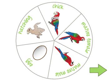 Parrot Life Cycle For Kids