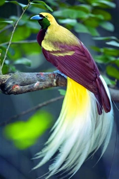 Amazing places to visit around the world: The Emperor bird of paradise