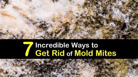 7 Incredible Ways to Get Rid of Mold Mites