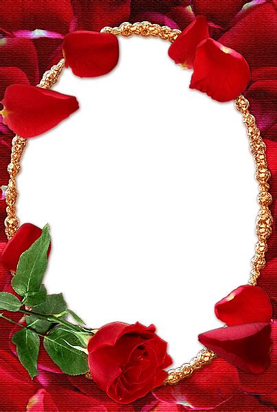 Rose Transparent Frame | Free photo frames, Flower frame, Rose frame