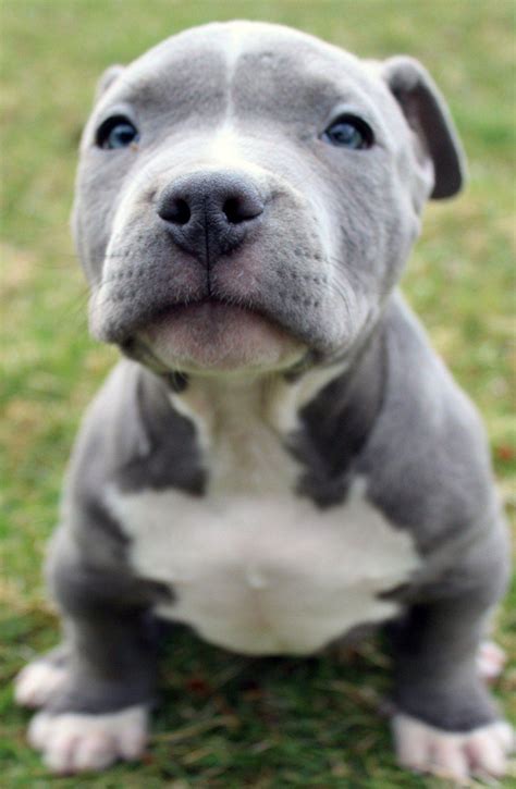 Pit Bull Puppy Wallpapers - Wallpaper Cave