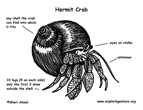 Hermit Crab (Caribbean)