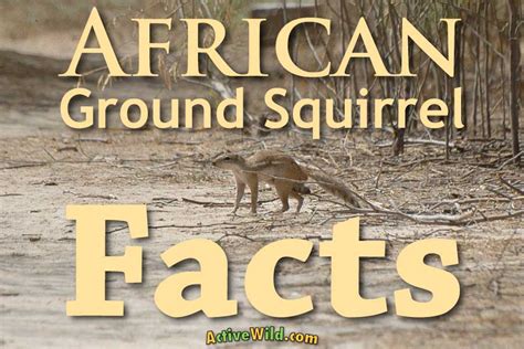 African Ground Squirrel Facts: Discover Species In The Genus Xerus