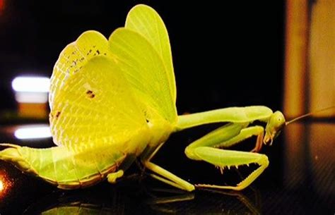 Yellow Mantis | Prey mantis, Insects, Praying mantis