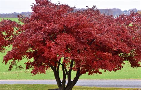 Red Maple Tree – My Journey – by Doris High