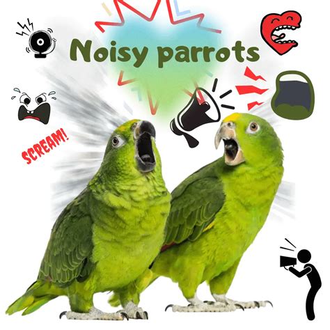 Noisy parrots - Why does my parrot make crying noises