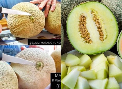 Cara Memilih Melon yang Paling Manis, Berair dan Pas Matangnya! Cuma ...