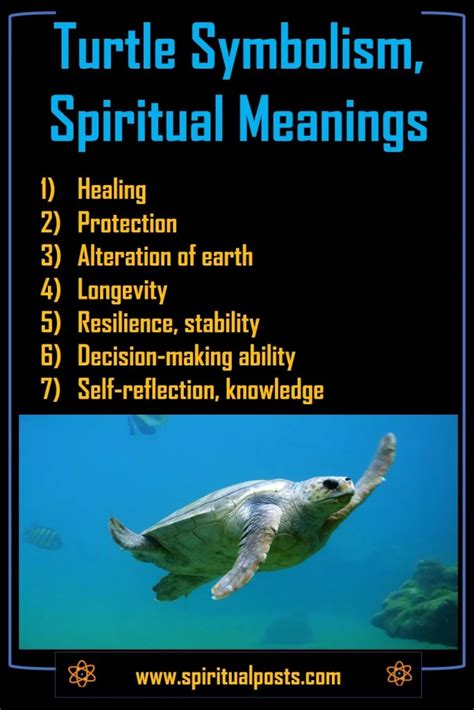 9 Spiritual Meanings of Turtle & Symbolism (Crossing Path!) | Spiritual Posts