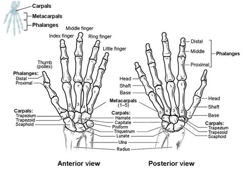 Bones of the Upper Limb | Anatomy and Physiology I | Upper limb anatomy ...