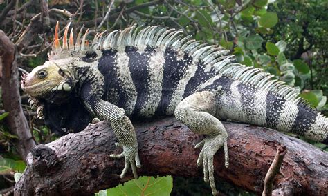 A Tale of Two Iguanas: New Species Found Hiding in Plain Sight