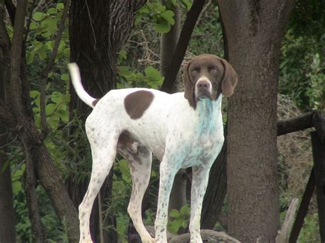 English Pointer - All Big Dog Breeds