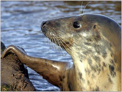 Lincolnshire Cam: Atlantic Grey Seals.