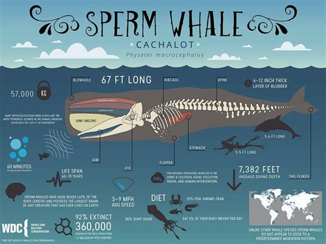 Whale Brain Diagram