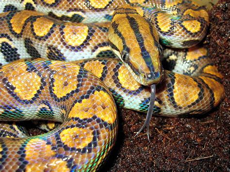 Amazing World: The World's Most Colorful Snakes - part 2