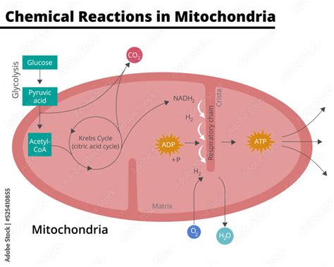 Naklejka Diagram showing the chemical reactions that take place in mitochondria. Glycolysis ...
