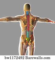 49 Human rib cage anatomy diagram Posters and Art Prints | Barewalls