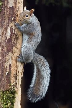 Western Gray Squirrel Facts for Kids - NatureMapping