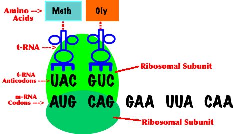 CIE A level biology notes: CELL AND NUCLEAR DIVISION