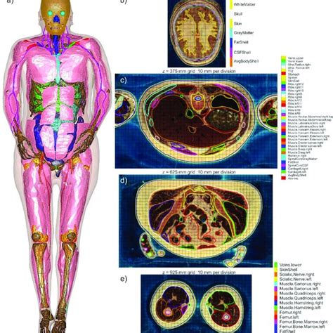 a)-Full-body Visible Human Project Female v5.0 CAD based computational... | Download Scientific ...