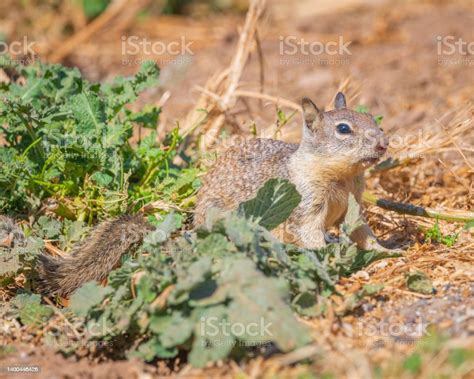 Ground Squirrel At Lake Cachuma Stock Photo - Download Image Now - Animal Hair, Animal Themes ...