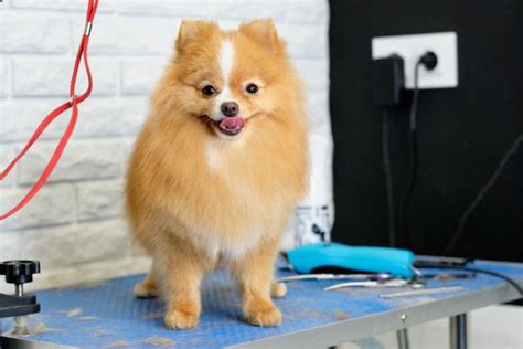 Your Guide On How To Make A DIY Dog Grooming Station At Home