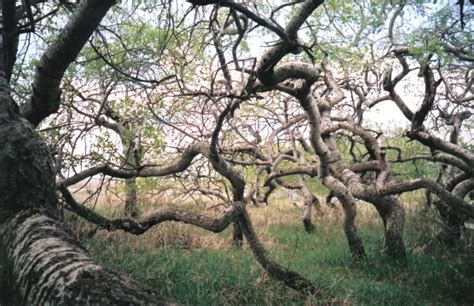 These Are The Weirdest 15 Forests You Will See In Your Life | FREEYORK