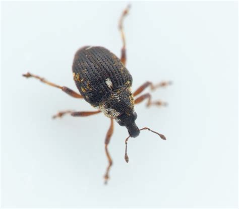 Pelenomus quadricorniger (Pelenomus quadricorniger) - Naturbasen